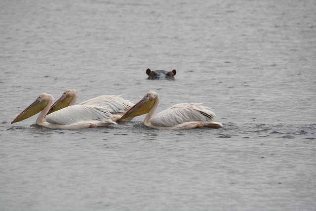 Yellow-billed Pelicans Fishing Submerged Hippopotamus Survival of the Fittest East Africa Drought 2009