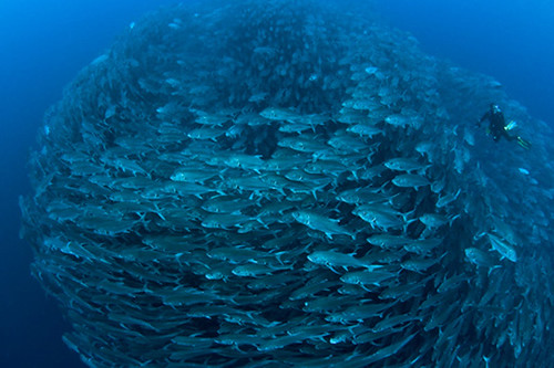 Cocos Island