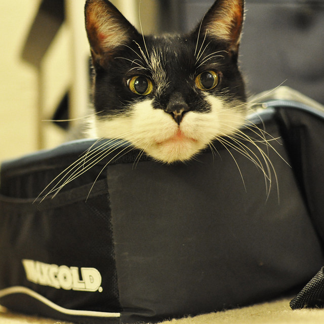 Cat in Max Cold Bag