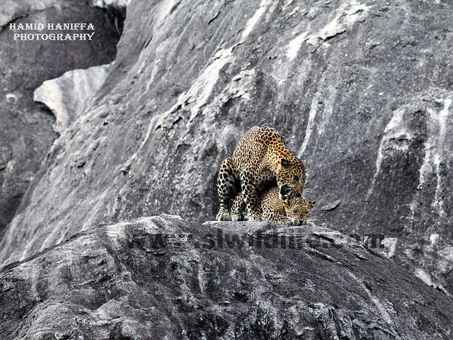 Leopard on the Rock next to Modaragala at Yala National Park Sri Lanka -19.1