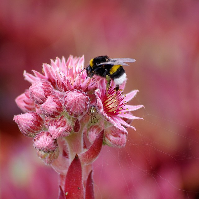 Bumblebee( Bombus)