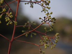Alseodaphne semicarpifolia