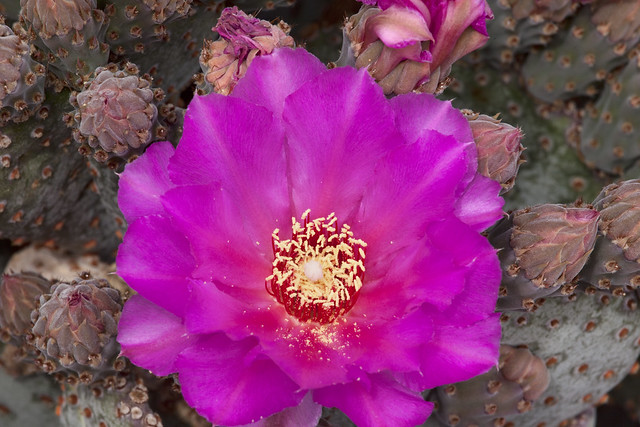 Prickly Pear Cactus Blossom3