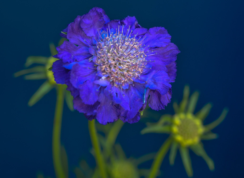 Scabiosa fama 6869 | Scabiosa caucasica Pincushion flower | Norm Graham ...