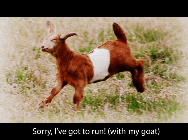 Sorry, I've got to run! (with my goat)