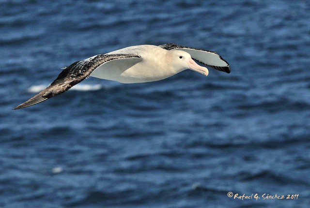 Wandering albatros - Grand albatros - Albatros errante -  Diomedea exulans