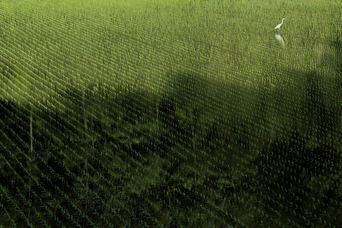 field japan paddy 日本 egret ricepaddy paddyfield 鳥 田植え 田園 鷺 田 白鷺
