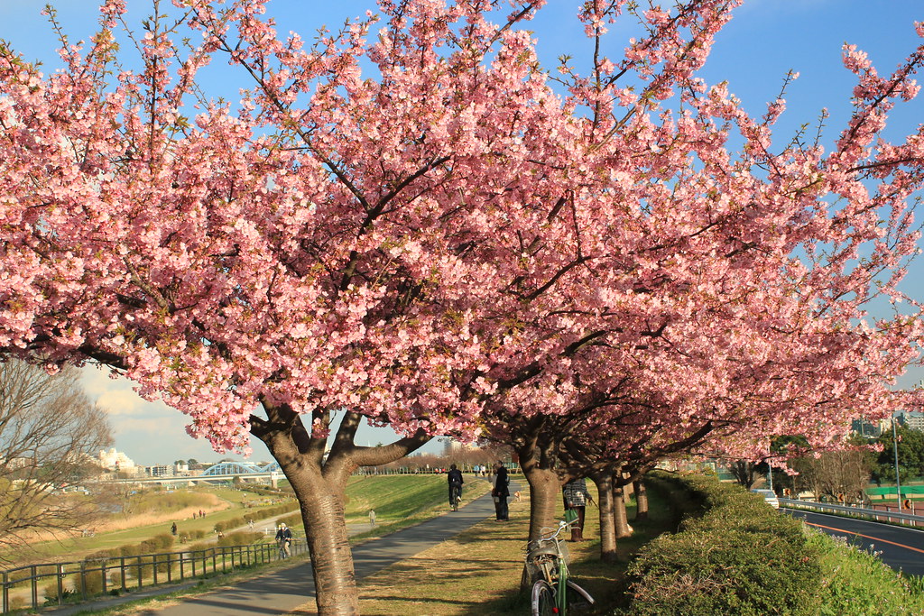 Row of cherry trees / 河津桜並木