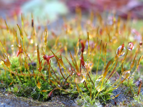 Miracle of Nature - Microcosm Moss by Batikart