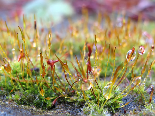 Miracle of Nature - Microcosm Moss