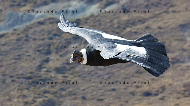 Cóndor Andino (Vultur gryphus) / Bariloche