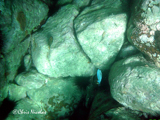 St Kitts Underwater scene PICT0047