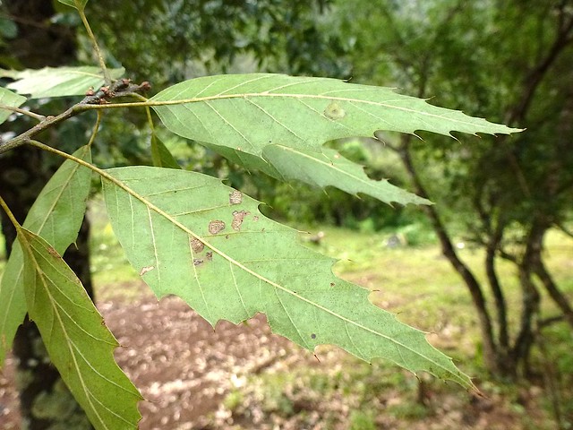Quercus uxoris McVaugh 1972 (FAGACEAE)