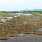 marshy-canal