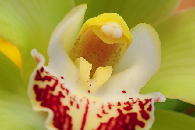 Macro orchidea