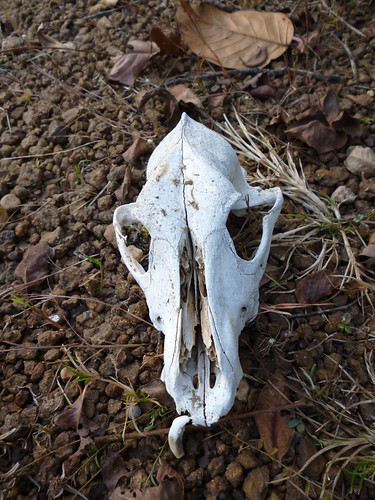 Skull of a Dog at Jungle by Hk the Ameture, sunset hk skull jungle riverbank igit brahmani thebrahmani igitcampus igitclicks hktheameture
