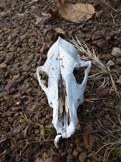 Skull of a Dog at Jungle