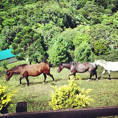 #horses #mabu #ecoresort #capivari