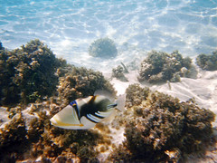 Picasso Triggerfish, Motu Tapu, Bora Bora, French Polynesia