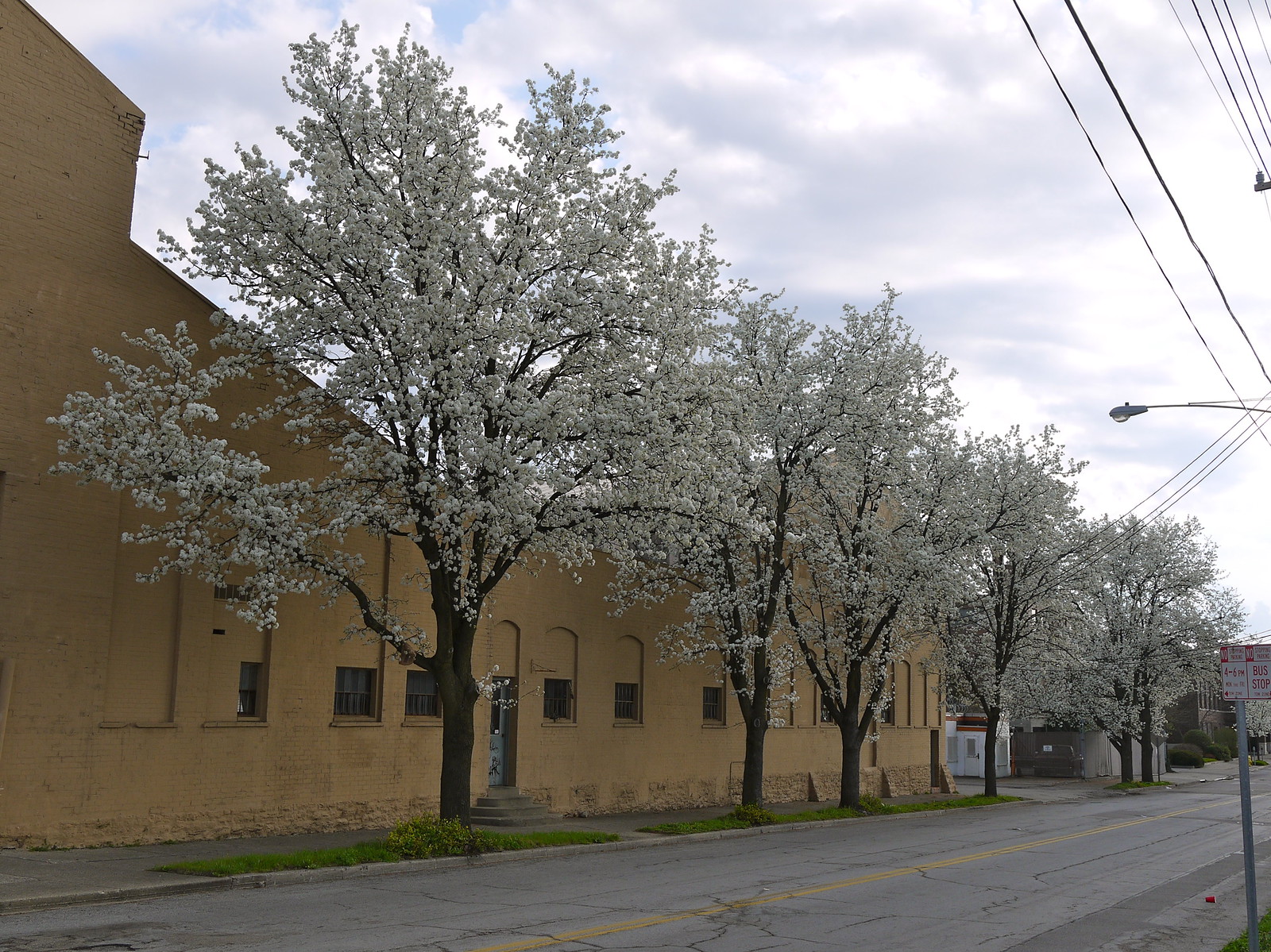 Trees