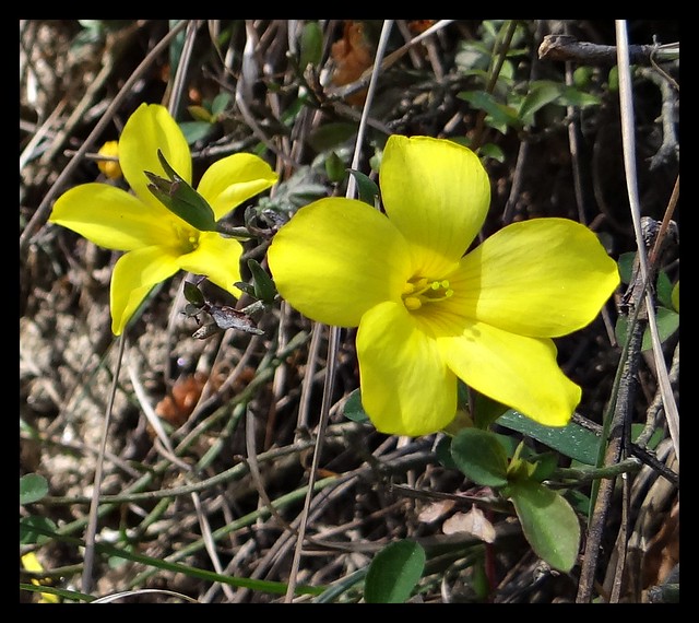 Reinwardtia indica - wildflower - Sarahan