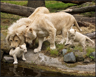 Caring white lions parents