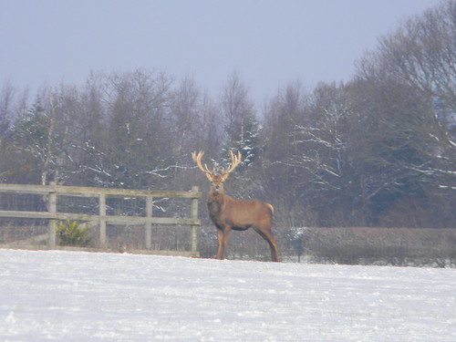 Stag (captive) Saunderton to Bledlow