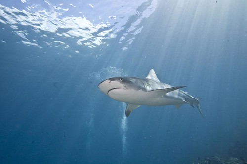 Cocos Island