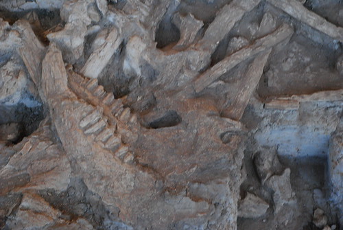 new mexico fossil portales mammoth draw clovis blackwater eastern archeology anthropology enmu clovissite blackwaterdraw
