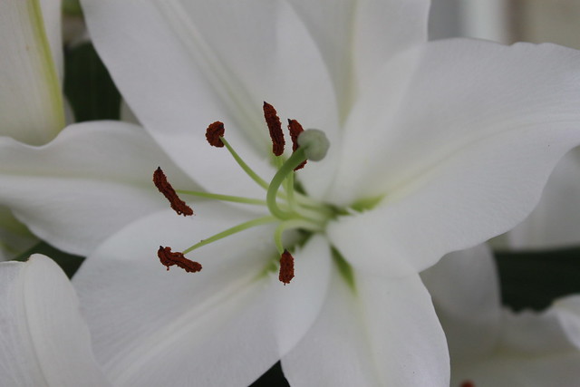 lily 2