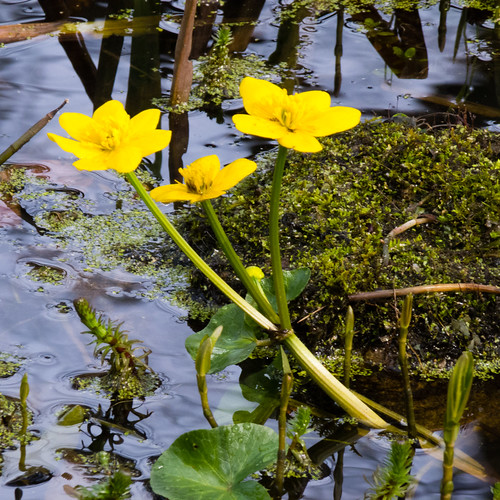 Marsh marigolds by Bantock Park pool