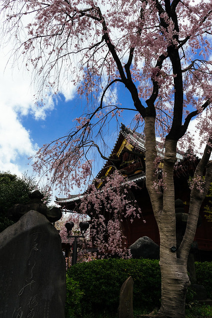 Sakura at Ueno Koen