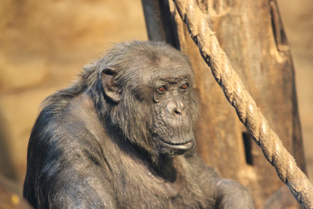 Emma Chimpanzee At Edinburgh Zoo Budongo Trail Born 19 09 Flickr emma-chimpanzee-at-edinburgh-zoo-budongo-trail-born-19-09-flickr