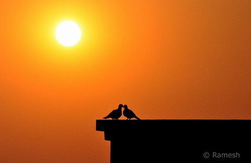 sunset sun bird love birds dawn lovebirds watcher birdwatcher matingbirds kommoju nikond5000 venkataramesh