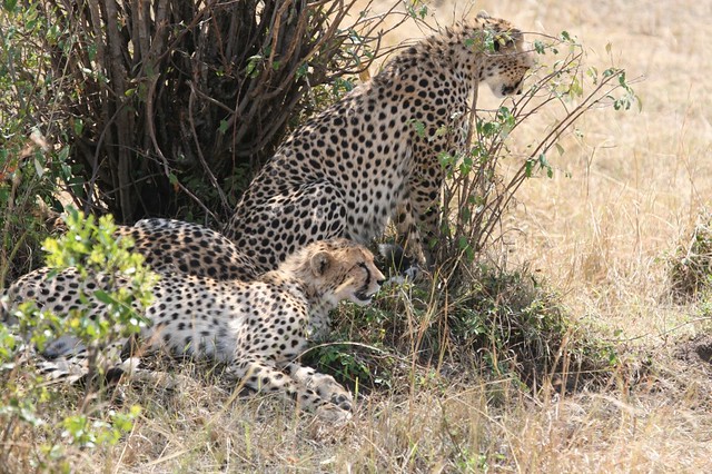 Cheetah family Survival of the Fittest East Africa Drought 2009