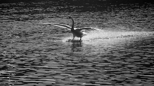 bird swan daily luxembourg moselle birdinflight wasserbillig flickraward sonyslta65 minoltaaf100300f4556