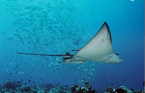 MIcronesia - Palau