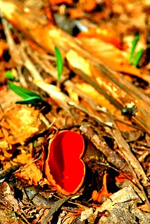 Red cup fungi IV