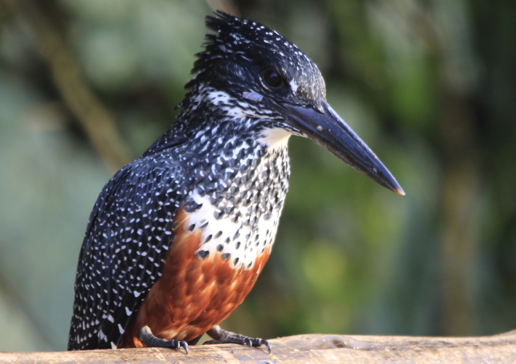 Giant Kingfisher, Megaceryle maxima at
      Rietvlei Nature Reserve, South Africa, #bird #picture