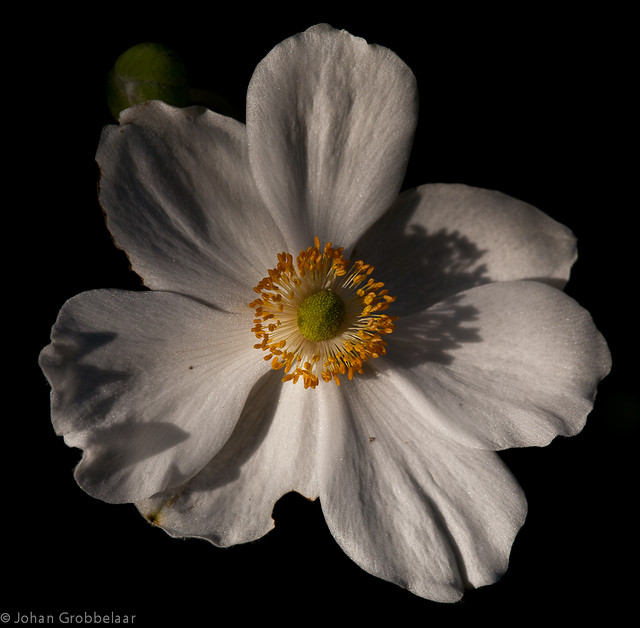 Japanese anemone-2