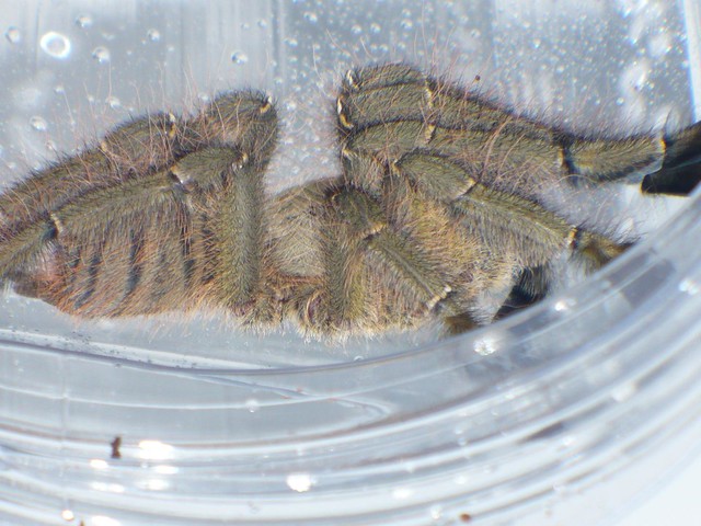 1.0 Cyriopagopus schioedtei (Thorell, 1891), Malaysia