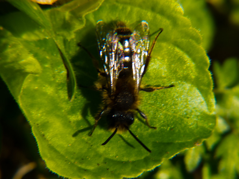 Bee on a leaf