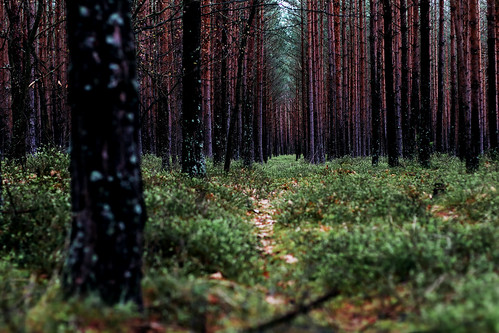 forest 50mm woods