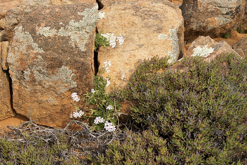 Pelargonium echinatum is hiding in a crevice between rocks
