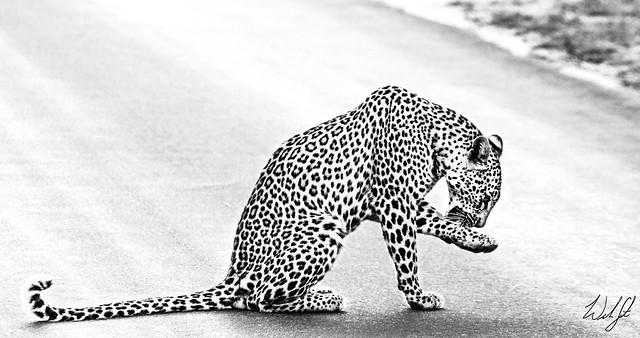 Leopard- Kruger National Park, South Africa