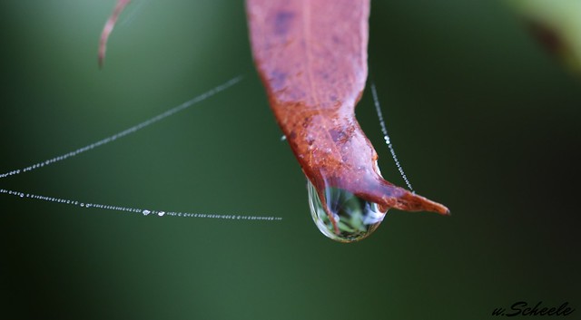 Spiderweb and water drop with reflection.