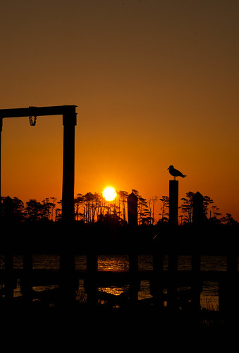 morning orange water silhouette sunrise seagull sony