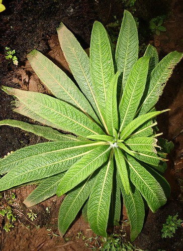 Lobelia oahuensis.  Hawai`i, O`ahu, Ko`olau Mountains, Pālolo-Maunawili summit ridge.  Plant 1.  The right side of the plant had been worn away by a Pritchardia palm frond. | by jqcl
