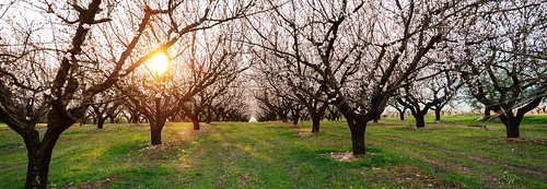 life park pink blue light sky sun white plant flower color macro tree green nature ecology floral beautiful beauty closeup garden season cherry landscape leaf spring flora soft branch close natural bright blossom sweet outdoor background seasonal decoration almond sunny fresh petal growth bloom blossoming bud organic agriculture delicate eco sustainability blooming