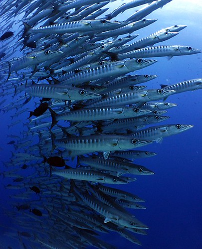 Isola di Komodo - Indonesia